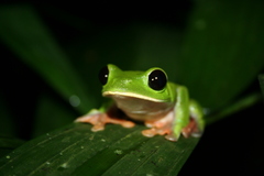 Agalychnis moreletii