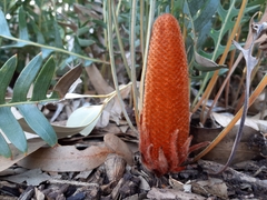 Banksia blechnifolia