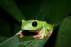 Agalychnis moreletii