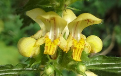 Lamium galeobdolon montanum