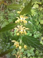 Lamium galeobdolon montanum