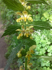Lamium galeobdolon montanum