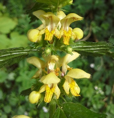 Lamium galeobdolon montanum