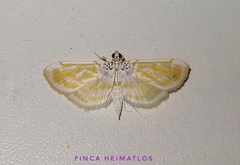 Leucochromodes