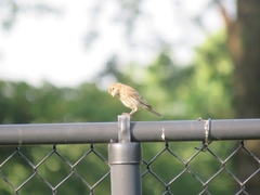 Haemorhous mexicanus