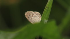Zizula hylax pygmaea