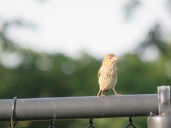 Haemorhous mexicanus