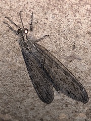 Vella