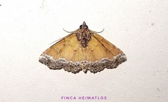 Goniohelia