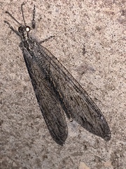 Vella
