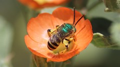 Agapostemon