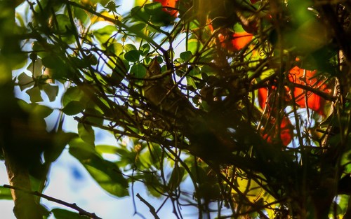 Representative image of Luscinia megarhynchos megarhynchos