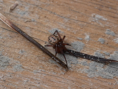 Enoplognatha marmorata