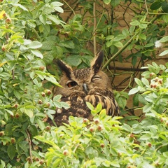 Bubo bubo