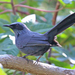 Blue Mockingbird - Photo (c) Jerry Oldenettel, some rights reserved (CC BY-NC-SA)