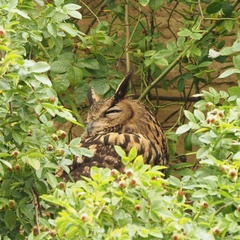 Bubo bubo