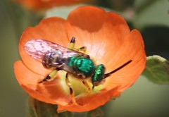Agapostemon