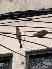 Haemorhous mexicanus