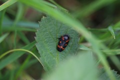 Cercopis intermedia