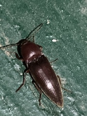 Diplostethus opacicollis