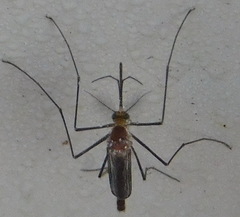 Culicinae
