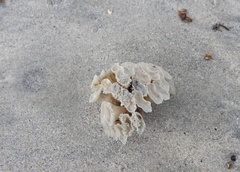 Fasciolariidae