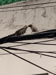 Haemorhous mexicanus