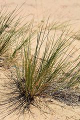Festuca beckeri