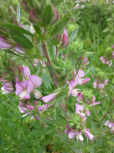 Field restharrow (Ononis arvensis)