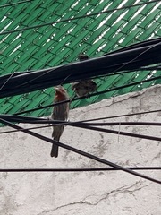 Haemorhous mexicanus