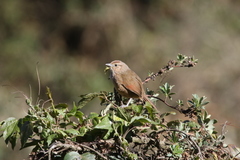 Phacellodomus maculipectus