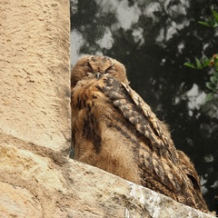 Bubo bubo