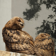 Bubo bubo