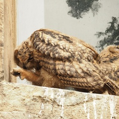 Bubo bubo