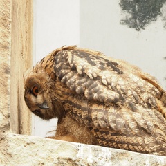 Bubo bubo