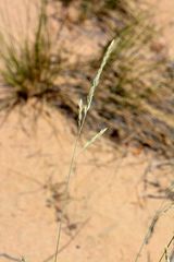 Festuca beckeri