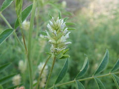 Glycyrrhiza