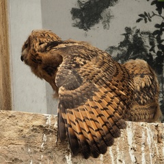 Bubo bubo