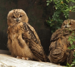 Bubo bubo