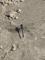 Erythrodiplax berenice