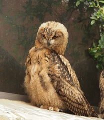 Bubo bubo