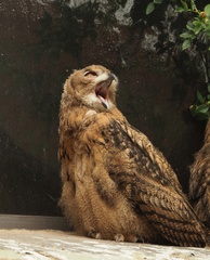 Bubo bubo