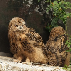 Bubo bubo