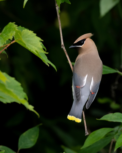 Cedar Waxwing