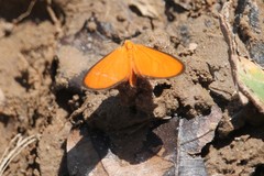 Eudulini