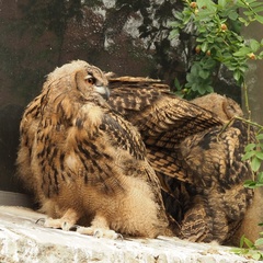 Bubo bubo