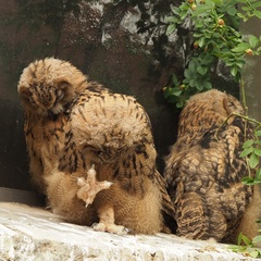 Bubo bubo