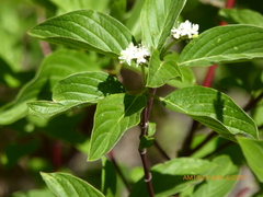 Cornus sericea occidentalis