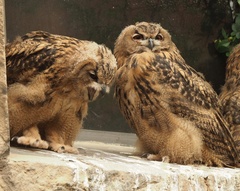 Bubo bubo