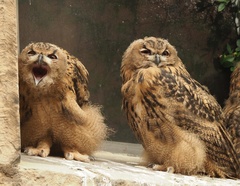 Bubo bubo
